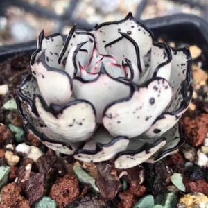 May include: A close-up of a succulent plant with white leaves, edged in black and speckled. The centre shows a hint of pink. The plant sits amongst small rocks and soil, creating a natural aesthetic.