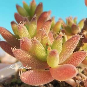 Drosanthemum ‘intonsum’ Tree Plant | Rare Live Succulent • Easy Care
