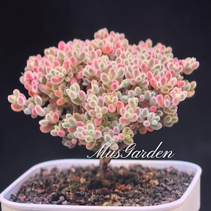 May include: A small succulent plant with dense, fuzzy, pink and green rounded leaves growing in a white square pot filled with dark soil. The plant features a woody stem and the text MusGarden is printed in white script on the lower right side.