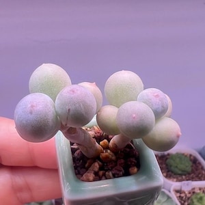 Graptosedum Mike - 2 leaves for propagation - Lavender Pink Succulent