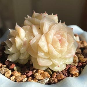 Suculentas bebé vivas - Echeveria verti Esquejes de suculentas