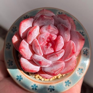 Echeveria 'Monroe Queen' - 3 bladeren voor vermeerdering - roze vetplant - onderhoudsvriendelijk