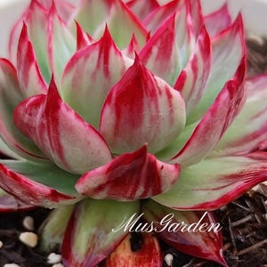 Puede incluir: Primer plano de una planta suculenta con hojas rojas y patrones a rayas verdes y blancas. La planta está en una maceta blanca, con el texto "Mus Garden" visible en la parte inferior derecha.