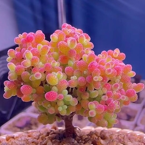 Planta de árbol de caramelo de arroz Drosanthemum / Suculenta viva rara • Fácil cuidado