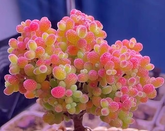 Pianta di Drosanthemum Rice Candy Tree / Pianta succulenta viva rara • Facile da curare