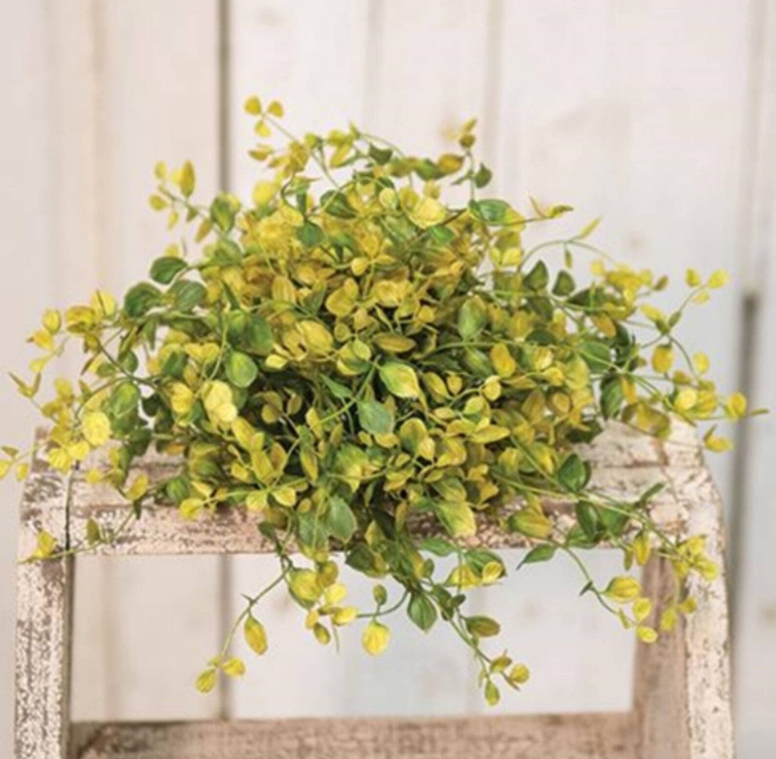 Bog Pimpernel Half Sphere Floral Decor Etsy