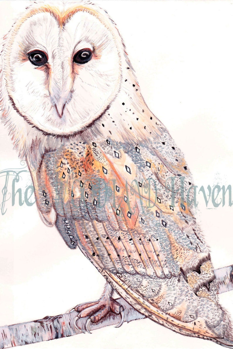 owl sticker,Woodland Wall Decal,nature wall decal,bird wall decal,owl wall art,baby wall decal,barn owl,tree wall decal Owl Wall Decal
