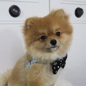 Pomeranian collar online