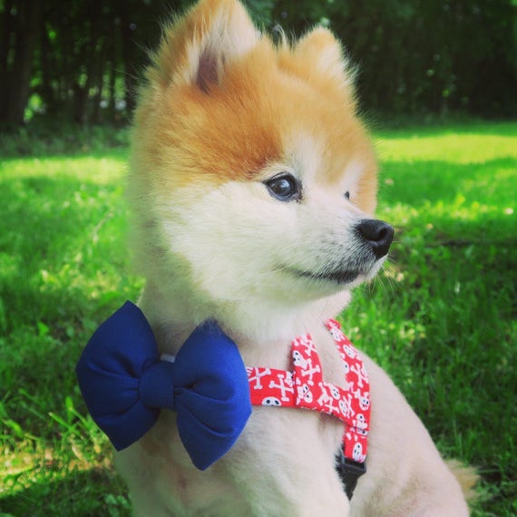 male dog harness