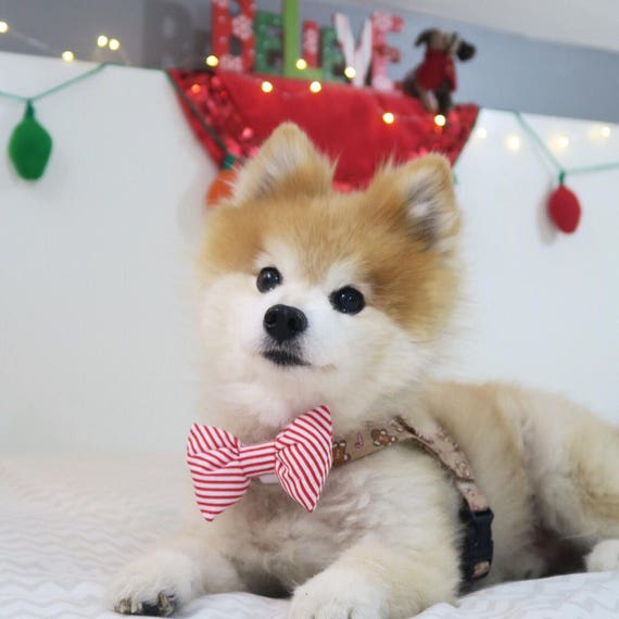 christmas dog harness dresses The Hansel // Dress This beautiful red velvet