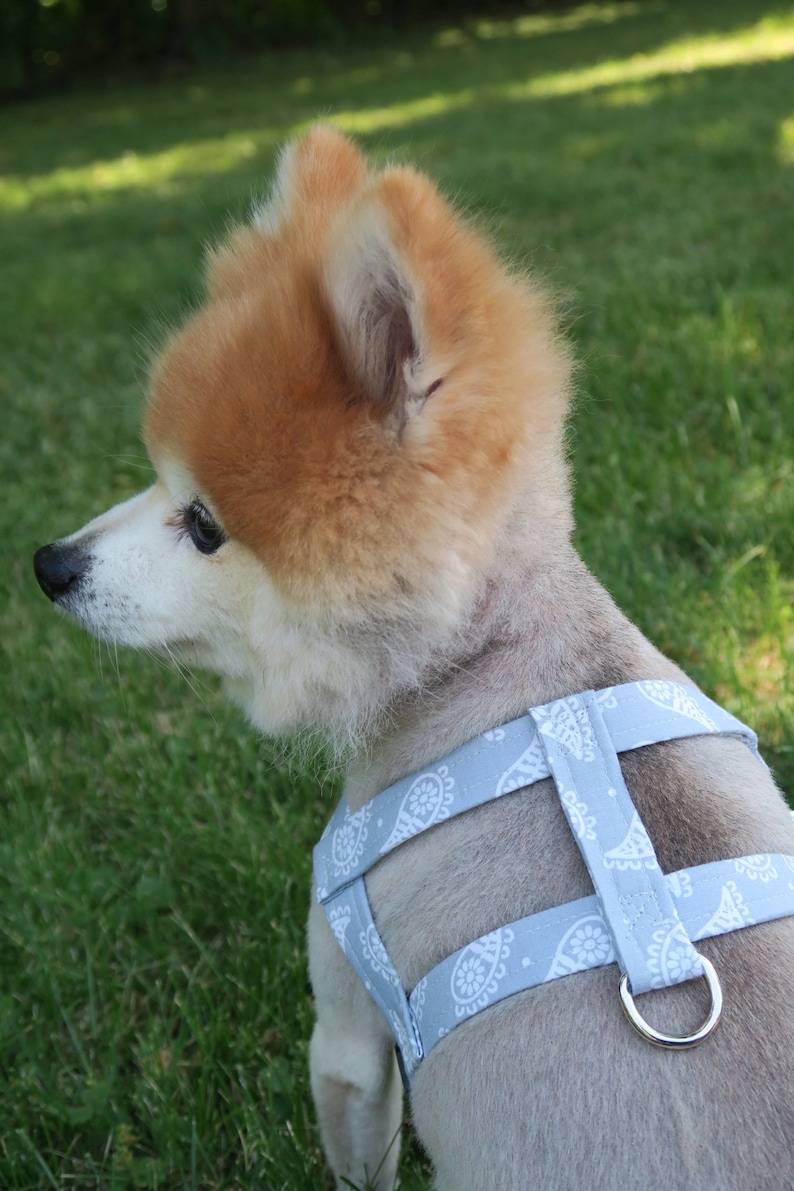 The Grayson // Dog Harness Boy Dog Harness Male Dog Harness Etsy