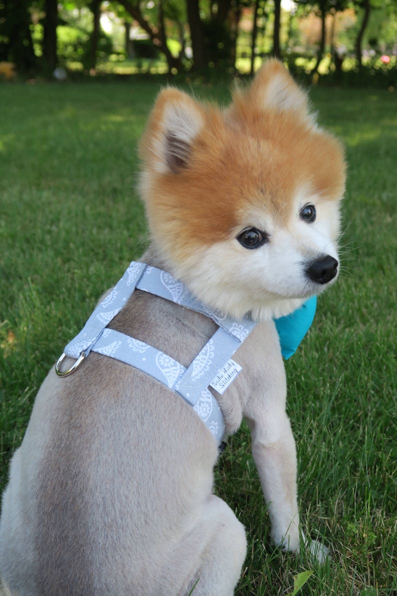 The Grayson // Dog Harness Boy Dog Harness Male Dog Harness Etsy