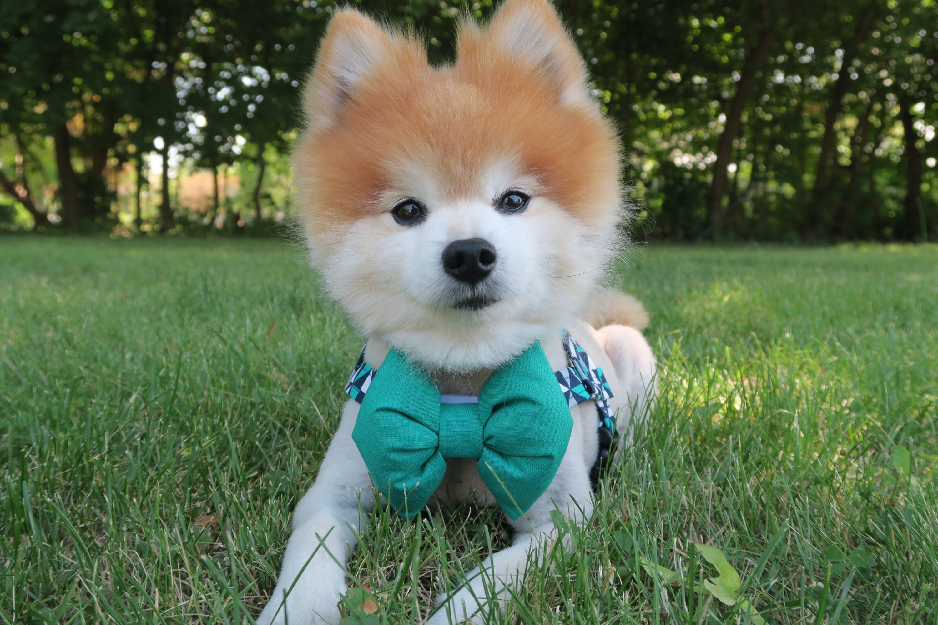 male dog harness