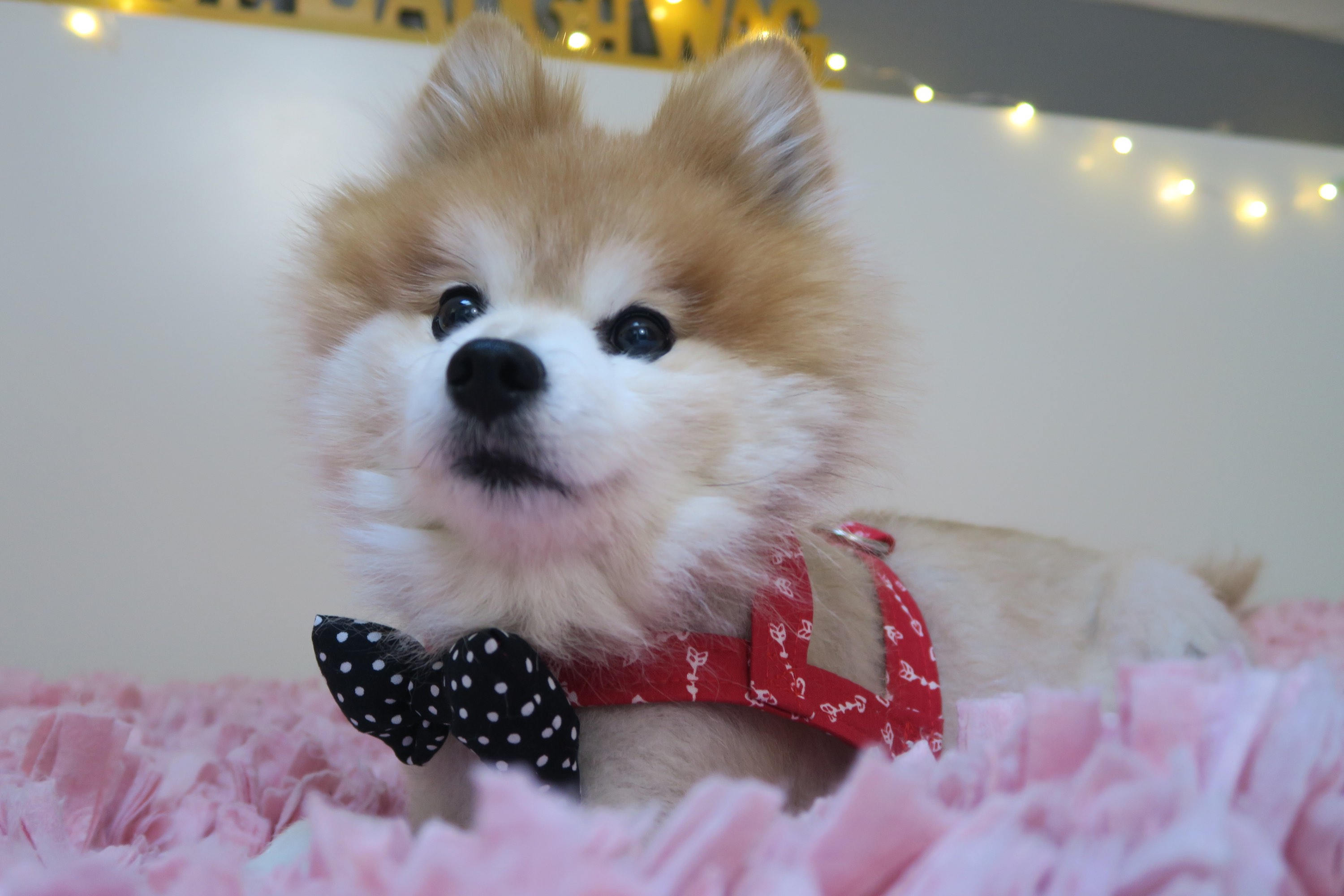 male dog harness