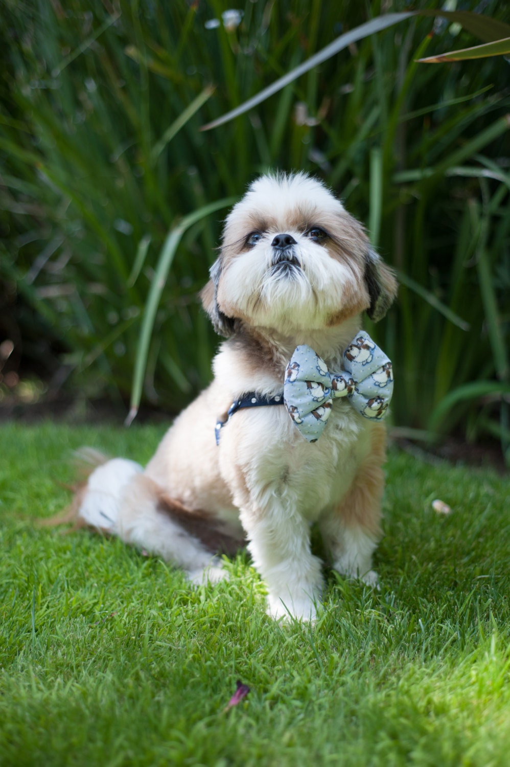 male dog harness