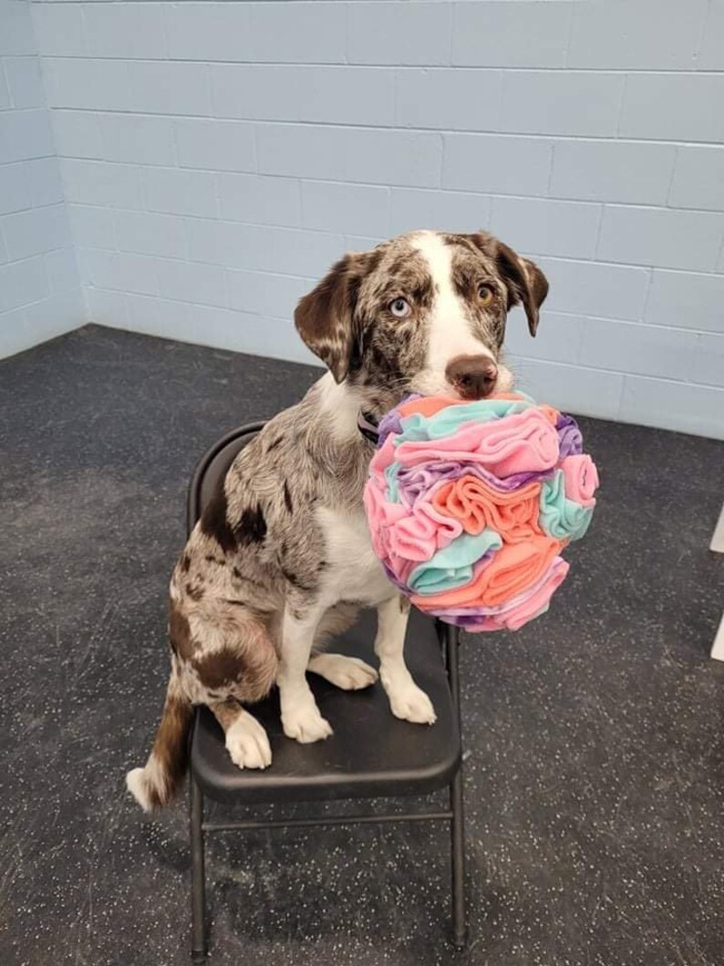 Snuffle Ball : Dog enrichment toy, puppy enrichment, slow feeder, snuffle mat, dog feeder, cat feeder, cat enrichment, snuffle feeder, puppy image 9