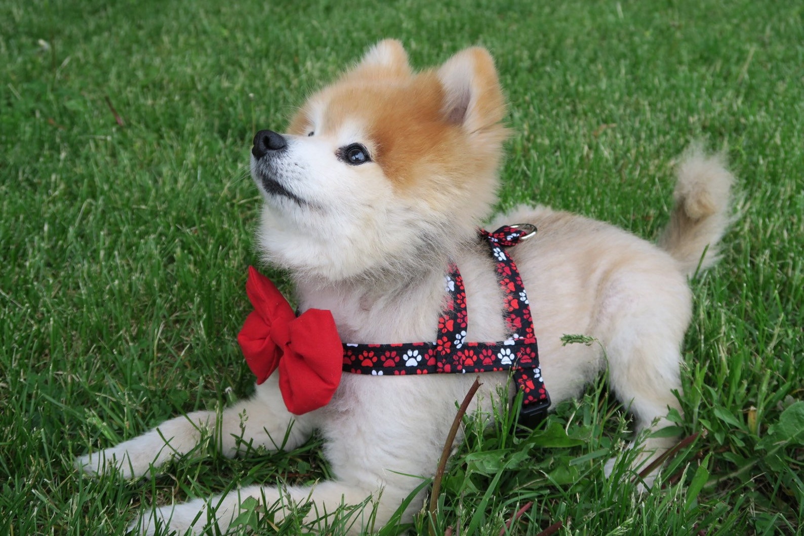The Jake // Dog Harness & Bow Tie Dog Harness Easy on Etsy