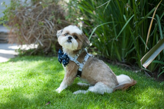 male dog harness