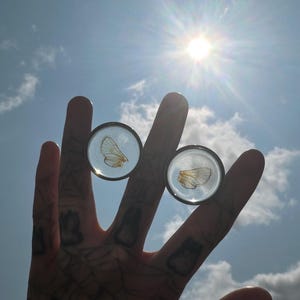 Cicada Wing Surgical Steel Plugs- Size 1inch.