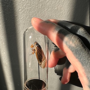 May include: A preserved cicada insect displayed in a small, clear glass vial. The cicada has brown and tan wings and is mounted on a black stand. The vial has a gold-colored base and a clear glass top.