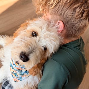 May include: A light brown and white dog wearing a patterned bandana is being embraced by a person wearing a green shirt. The dog's fur is curly, and the bandana features a blue, orange, and white design. The dog is looking at the camera.