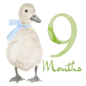 May include: Watercolor illustration of a duckling wearing a blue scarf, with the number 9 and the word "Months" in green. The duckling is beige with a gray beak and feet, set against a white background.