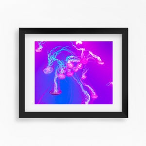 Toronto Aquarium jellyfish photo print