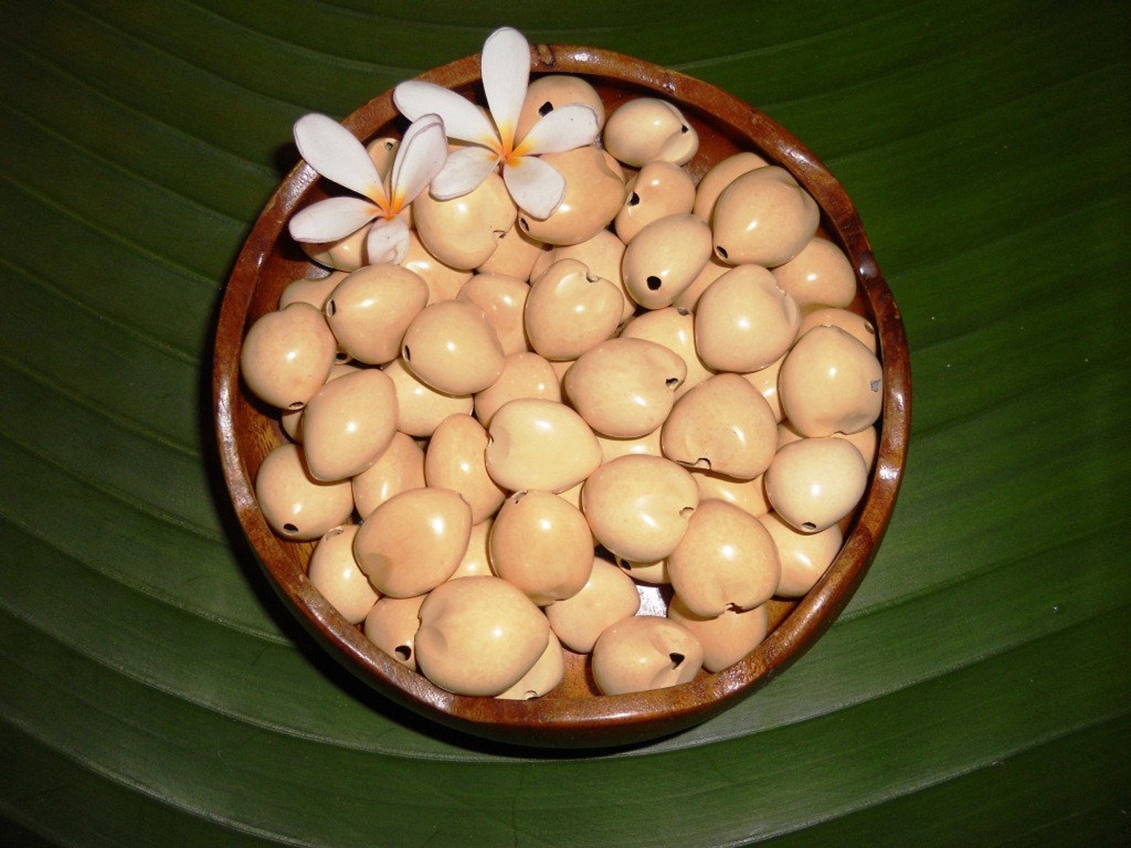 Loose Kukui Nuts Natural Collection Colors 50 Nuts per Etsy