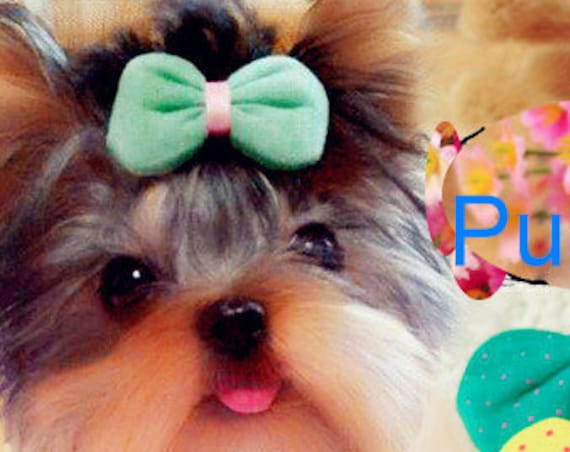 Puppy Bows ~CLEARANCE SALE 50% OFF Puffy fabric polka dots dog hair bow pet clip or bands green yellow pink ~Usa seller (fb6)