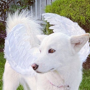 Halloween Angel wings for dogs red black or white or pink dog costume feather FREE SHIPPING Medium Large dogs image 1