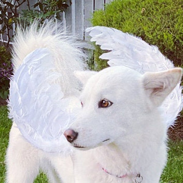 Halloween Angel wings for dogs red black or white or pink dog costume feather FREE SHIPPING Medium Large dogs