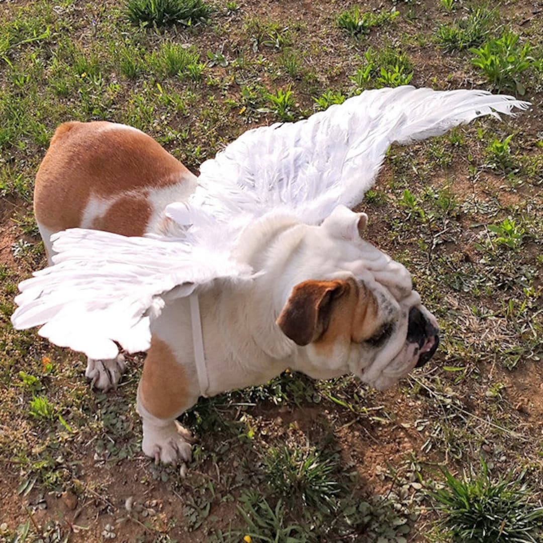 Halloween Angel Wings for Dogs White or Black Dog Costume Feather FREE