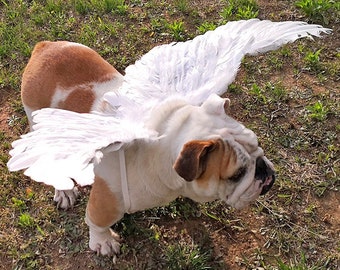 Halloween Angel wings for dogs  white or black dog costume feather FREE SHIPPING  Large dogs