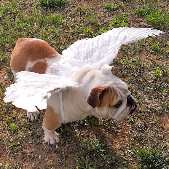 Halloween Angel wings for dogs  white or black dog costume feather FREE SHIPPING  Large dogs