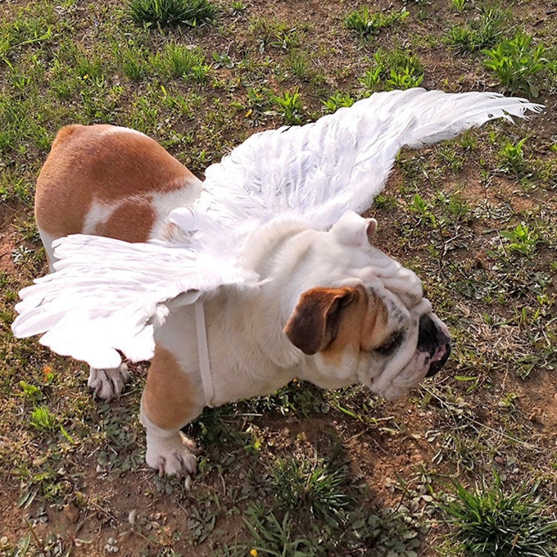 Halloween Angel wings for dogs white or black dog costume feather FREE SHIPPING Large dogs image 1