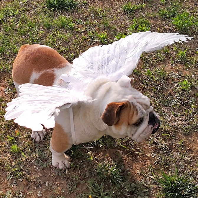 Halloween Angel Wings for Dogs White or Black Dog Costume Etsy Australia