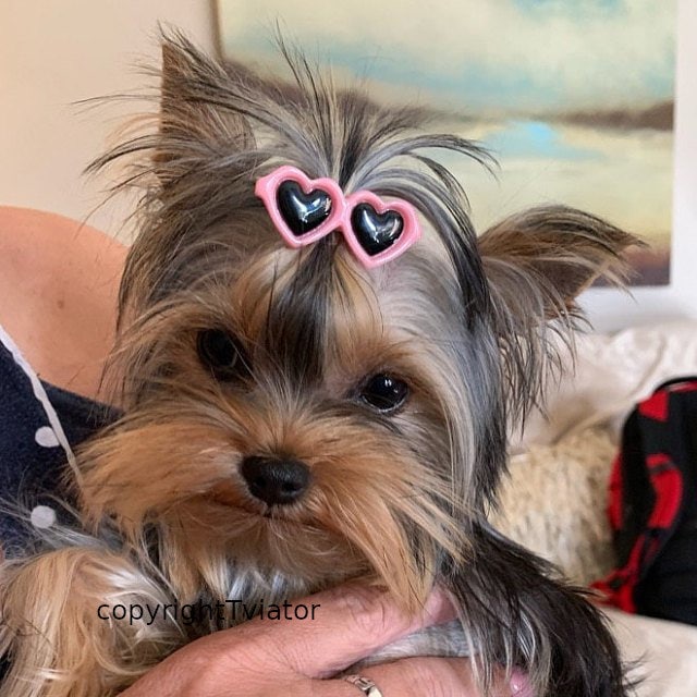 Puppy Bows ~ Pink blue yellow black red heart barrette pet hair clip …