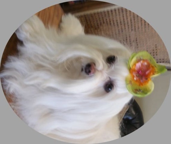 Puppy Bows ~SILK FLOWERS glitter dog grooming bows all colors ~USA seller