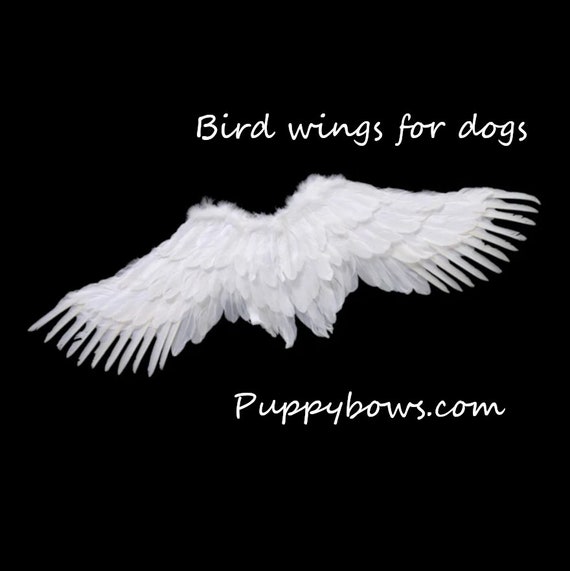 Halloween black bird cosplay Angel wings for L & XL dogs dog costume feather