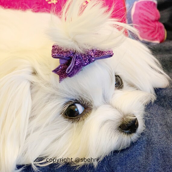 Puppy Bows ~ dog hair SMALL pet snap clips GLITTER topknots (fb48)