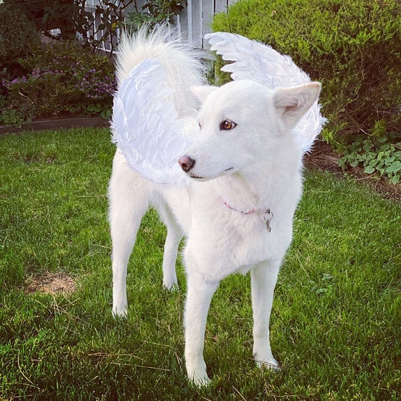 Halloween Angel wings for dogs red black or white or pink dog costume feather FREE SHIPPING Medium Large dogs