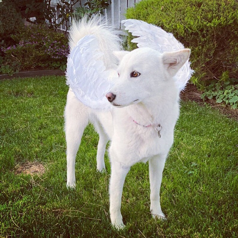 Halloween Angel wings for dogs red black or white or pink dog costume feather FREE SHIPPING Medium Large dogs image 1