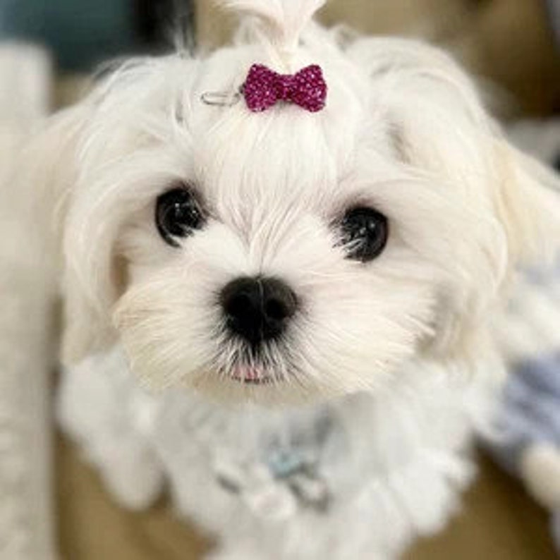 Puppy Bows TINY 3/4 rhinestone STUNNING SPARKLE bowknot dog bow pet hair clip topknot barrette crystals image 2
