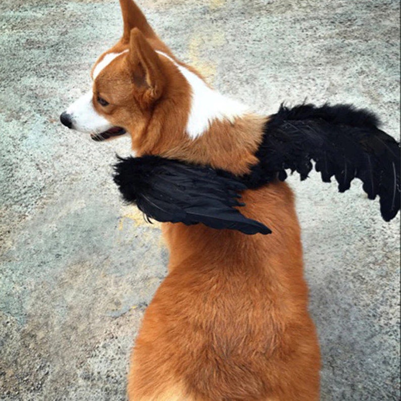 Halloween Angel wings for dogs red black or white or pink dog costume feather FREE SHIPPING Medium Large dogs image 2