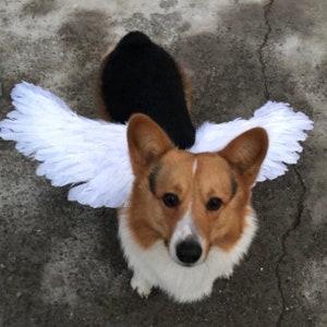 Halloween Angel wings for dogs white or black dog costume feather FREE SHIPPING Large dogs image 4