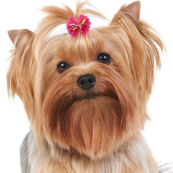 Puppy Bows ~ Tulle and Korker curly pet hair bow small bands or clip (449)