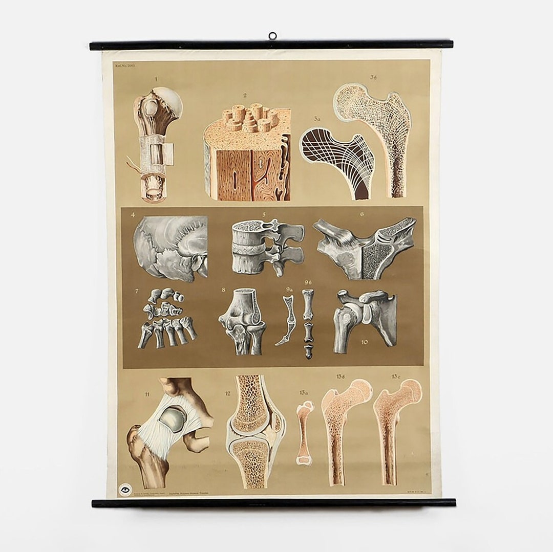 Vintage School Chart – Pull Down Anatomical Wall Poster – Germany 1960s ...