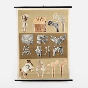 Könnte beinhalten: Anatomietafel mit detaillierten Illustrationen menschlicher Knochen, einschließlich Oberschenkelknochen, Wirbeln und Gelenken. Die Tafel ist an einer schwarzen Holzstange befestigt und zeigt verschiedene Knochenstrukturen in Beige- und Brauntönen.