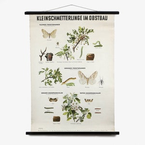 Vintage Lehrtafel botanische Schulwandkarte (2)