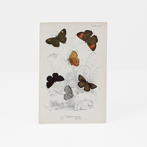Vintage Schmetterlinge Print, antike Pflanzendarstellung, Botanische Lithographie, Wandbild